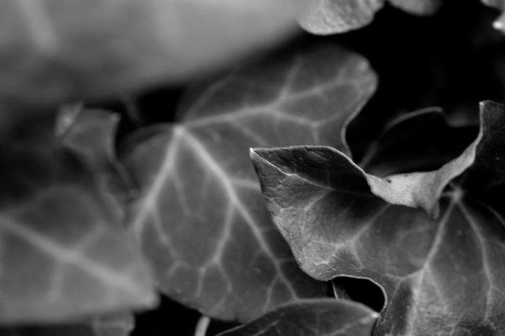 feuille_lierre