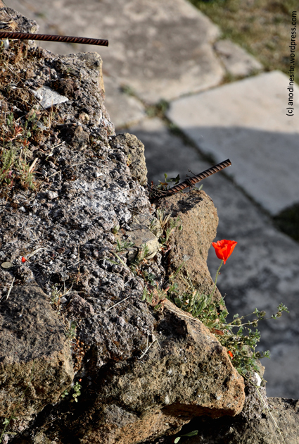 coquelicot_web.jpg