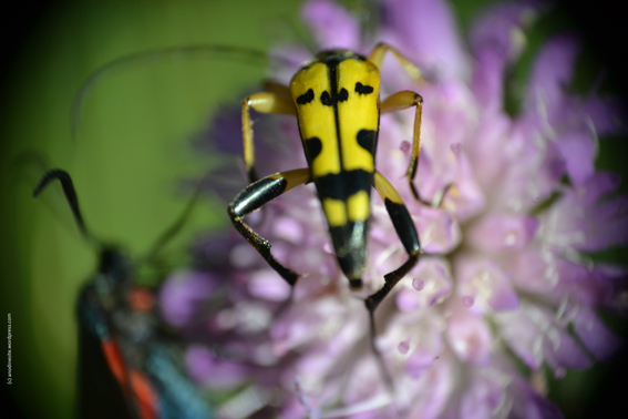 insecte1_web.jpg