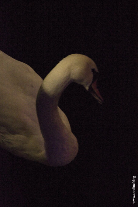 cygne_de_nuit4_web