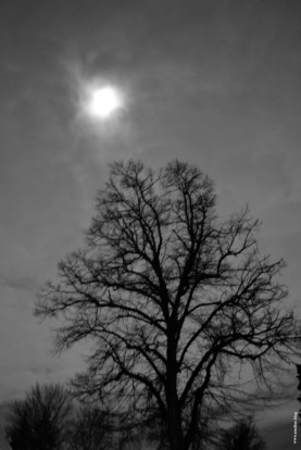 lune_arbre_web