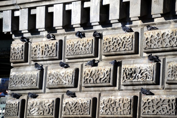 budapest_pigeon_cases_web