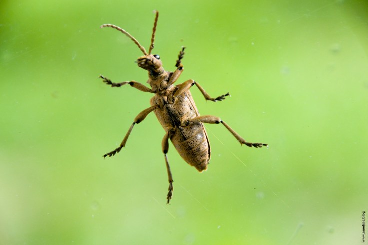 insecte_vitre_web